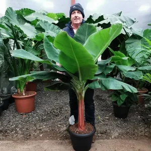 Dwarf Cavendish Banana Seeds - Musa 'Dwarf Cavendish' - 10 Seeds - Grow Your Own Tropical Banana Tree - Image 1