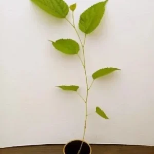 Dwarf Everbearing Mulberry Tree Live Plant - Fruit Starter - 10-15 ft Max Height - Outdoor - Image 2