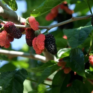Dwarf Everbearing Mulberry Tree Live Plant - Fruit Starter - 10-15 ft Max Height - Outdoor - Image 3