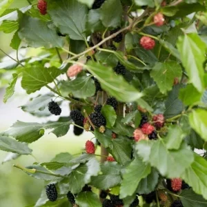 Dwarf Everbearing Mulberry Tree Live Plant - Fruit Starter - 10-15 ft Max Height - Outdoor - Image 4