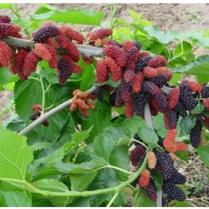 Dwarf Everbearing Mulberry Tree Live Plant - Fruit Starter - 10-15 ft Max Height - Outdoor - Image 5