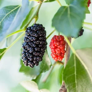 Dwarf Everbearing Mulberry Tree Live Plant - Fruit Starter - 10-15 ft Max Height - Outdoor - Image 1