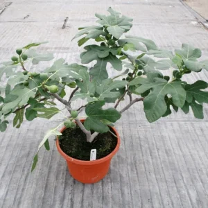 Dwarf Fig Tree Live Plant - Ficus carica - 4-6 inch Starter Plant - Patio & Indoor Fruit Tree - Image 2