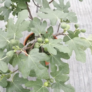 Dwarf Fig Tree Live Plant - Ficus carica - 4-6 inch Starter Plant - Patio & Indoor Fruit Tree - Image 3