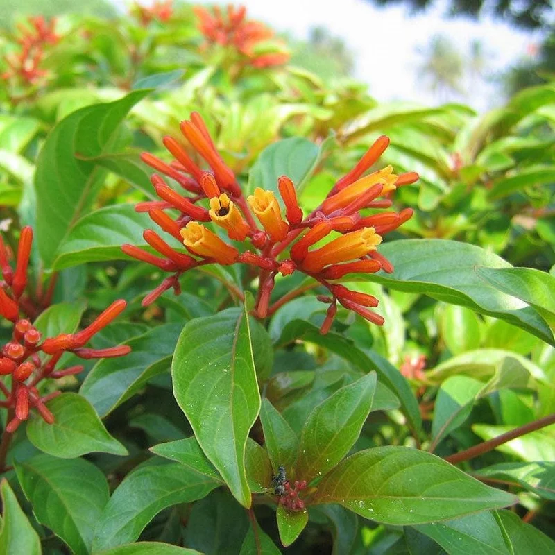 Dwarf Mexican Firebush 'Firefly' Live Plant - 2 Pack, 5-9" Tall, Hamelia Patens - Image 2
