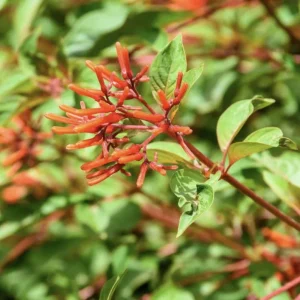 Dwarf Mexican Firebush 'Firefly' Live Plant - 2 Pack, 5-9