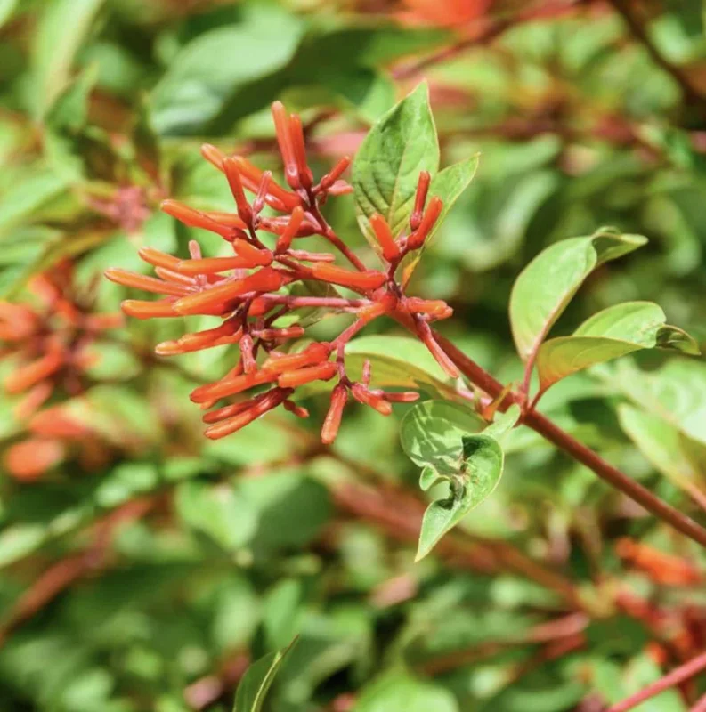 Dwarf Mexican Firebush 'Firefly' Live Plant - 2 Pack, 5-9" Tall, Hamelia Patens - Image 3