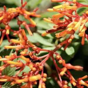 Dwarf Mexican Firebush 'Firefly' Live Plant - 2 Pack, 5-9