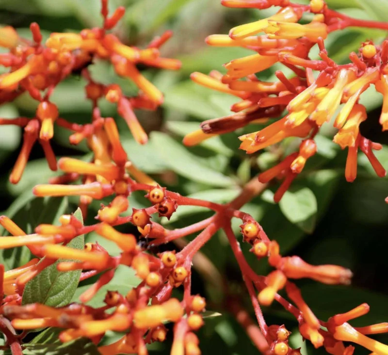 Dwarf Mexican Firebush 'Firefly' Live Plant - 2 Pack, 5-9" Tall, Hamelia Patens - Image 4