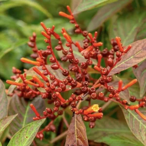 Dwarf Mexican Firebush 'Firefly' Live Plant - 2 Pack, 5-9