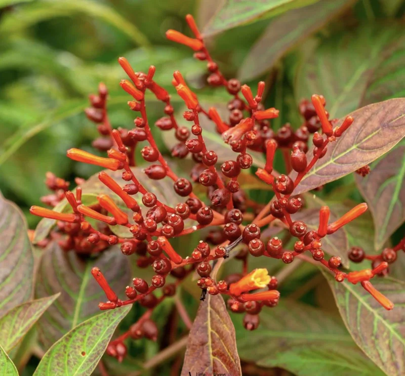 Dwarf Mexican Firebush 'Firefly' Live Plant - 2 Pack, 5-9" Tall, Hamelia Patens - Image 5