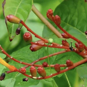 Dwarf Mexican Firebush 'Firefly' Live Plant - 2 Pack, 5-9