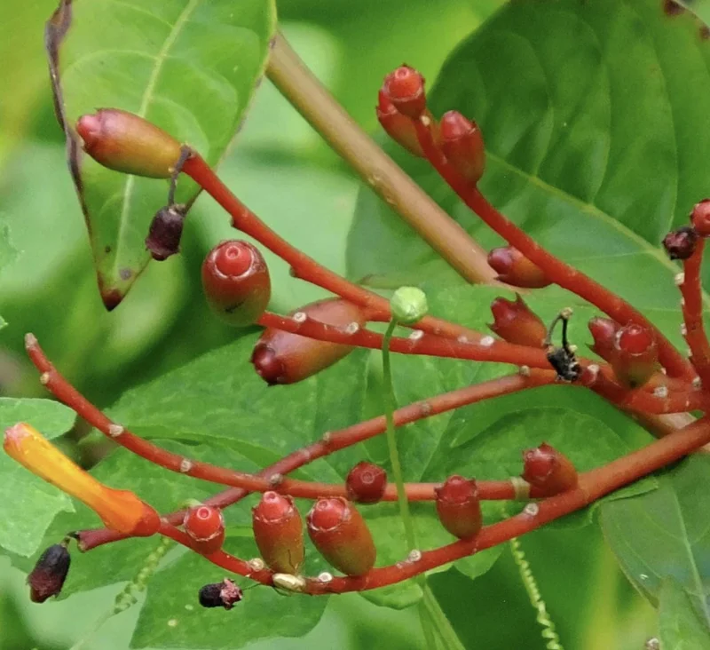 Dwarf Mexican Firebush 'Firefly' Live Plant - 2 Pack, 5-9" Tall, Hamelia Patens - Image 6