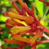 Dwarf Mexican Firebush 'Firefly' Live Plant - 2 Pack, 5-9" Tall, Hamelia Patens - Image 1