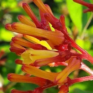 Dwarf Mexican Firebush 'Firefly' Live Plant - 2 Pack, 5-9