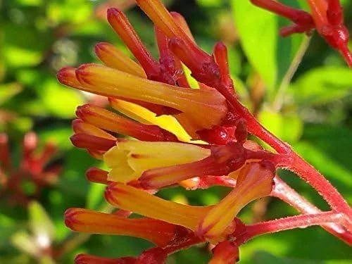Dwarf Mexican Firebush 'Firefly' Live Plant - 2 Pack, 5-9" Tall, Hamelia Patens - Image 1