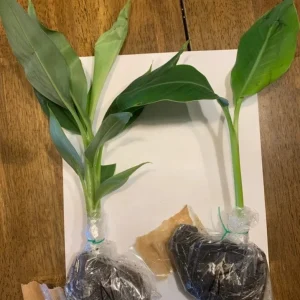 Dwarf Namwah Banana Tree - Cold Hardy Live Fruit Plant - Musa Awak - 4-6 inches tall - Image 2