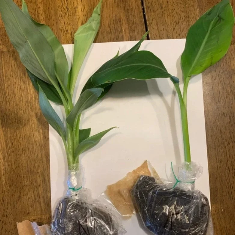 Dwarf Namwah Banana Tree - Cold Hardy Live Fruit Plant - Musa Awak - 4-6 inches tall - Image 2