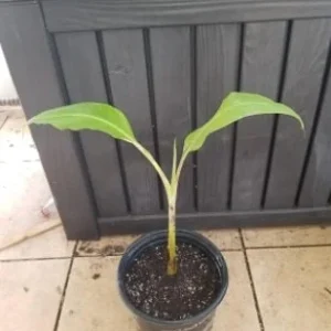 Dwarf Namwah Banana Tree - Cold Hardy Live Fruit Plant - Musa Awak - 4-6 inches tall - Image 3