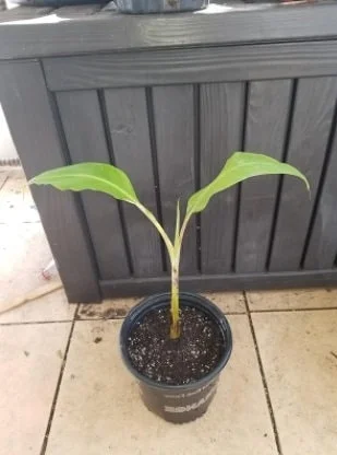 Dwarf Namwah Banana Tree - Cold Hardy Live Fruit Plant - Musa Awak - 4-6 inches tall - Image 3