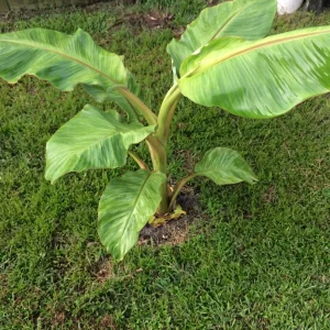 Dwarf Namwah Banana Tree - Cold Hardy Live Fruit Plant - Musa Awak - 4-6 inches tall - Image 4