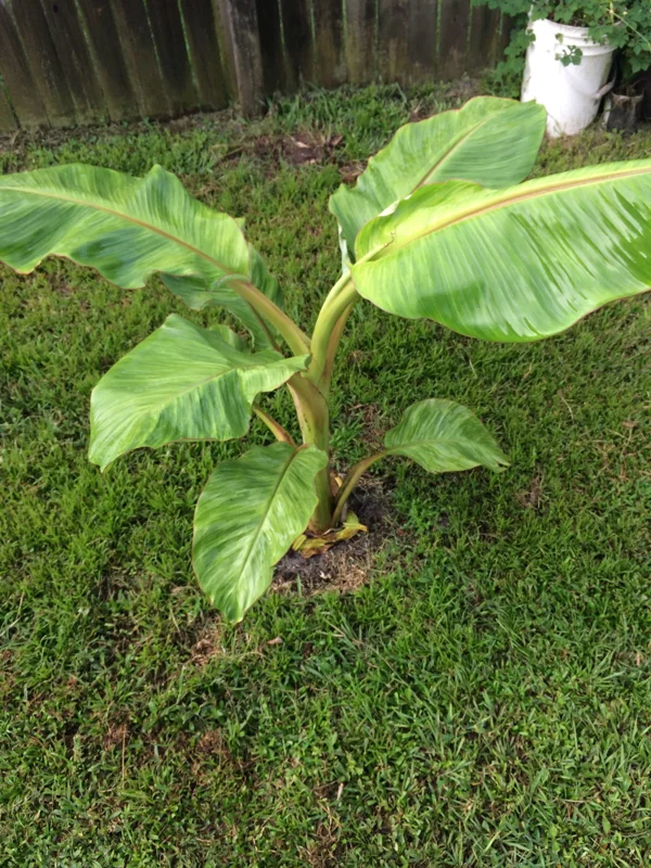 Dwarf Namwah Banana Tree - Cold Hardy Live Fruit Plant - Musa Awak - 4-6 inches tall - Image 4
