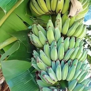 Dwarf Namwah Banana Tree - Cold Hardy Live Fruit Plant - Musa Awak - 4-6 inches tall - Image 5
