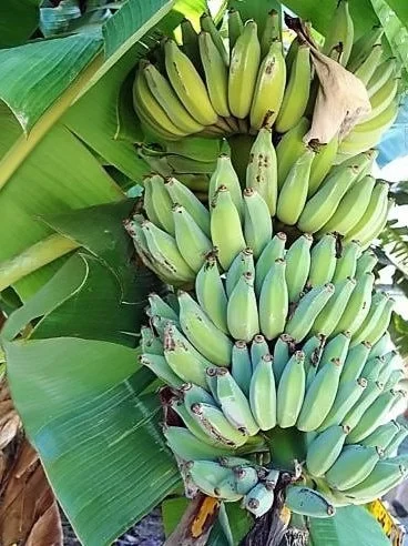 Dwarf Namwah Banana Tree - Cold Hardy Live Fruit Plant - Musa Awak - 4-6 inches tall - Image 5
