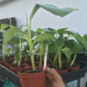 Dwarf Namwah Banana Tree - Cold Hardy Live Fruit Plant - Musa Awak - 4-6 inches tall - Image 6