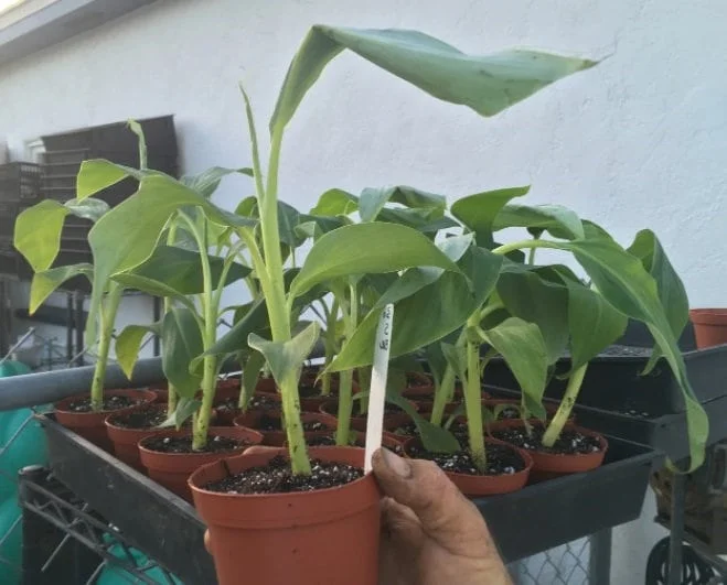 Dwarf Namwah Banana Tree - Cold Hardy Live Fruit Plant - Musa Awak - 4-6 inches tall - Image 6
