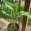 Dwarf Namwah Banana Tree - Cold Hardy Live Fruit Plant - Musa Awak - 4-6 inches tall - Image 1