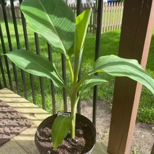 Dwarf Namwah Banana Tree - Cold Hardy Live Fruit Plant - Musa Awak - 4-6 inches tall - Image 1