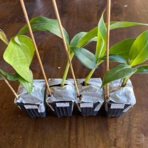 Dwarf Orinoco Banana Live Plant - Cold Hardy Fruit Tree - 1 ft Tall - Image 4