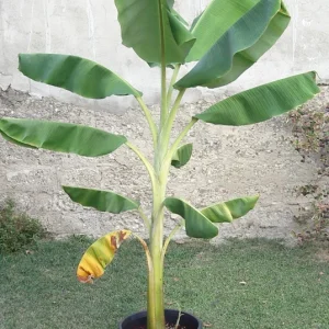 Dwarf Orinoco Banana Live Plant - Cold Hardy Fruit Tree - 1 ft Tall - Image 5