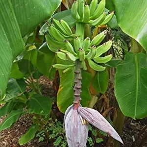 Dwarf Orinoco Banana Live Plant - Cold Hardy Fruit Tree - 1 ft Tall - Image 6