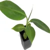 Dwarf Orinoco Banana Live Plant - Cold Hardy Fruit Tree - 1 ft Tall - Image 1