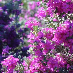 Dwarf Texas Sage Live Plant (2-Pack) – Leucophyllum frutescens 'Compacta' – 5-9