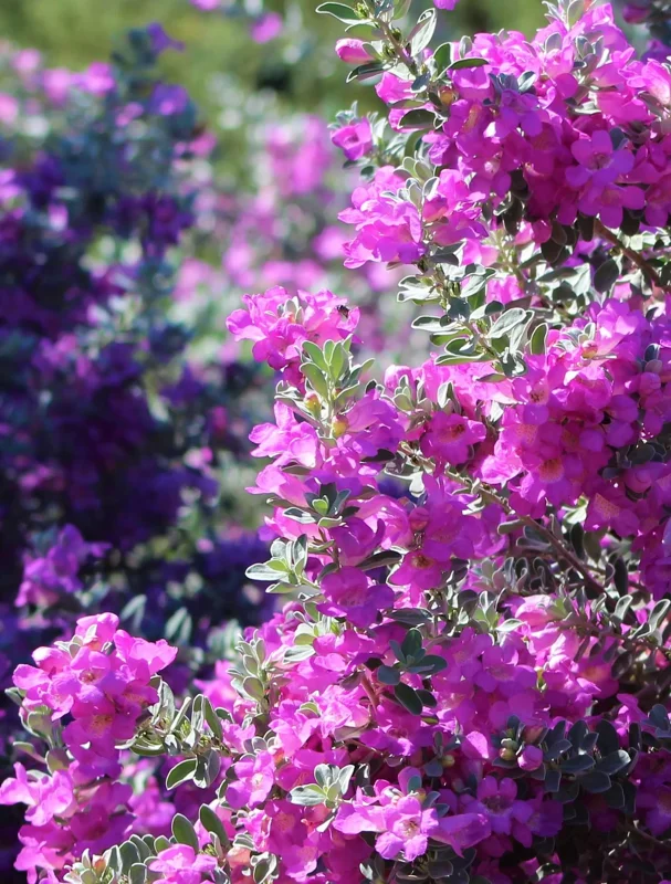 Dwarf Texas Sage Live Plant (2-Pack) – Leucophyllum frutescens 'Compacta' – 5-9" Tall – Outdoor Drought Tolerant Silver Shrub - Image 2