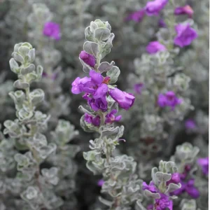 Dwarf Texas Sage Live Plant (2-Pack) – Leucophyllum frutescens 'Compacta' – 5-9