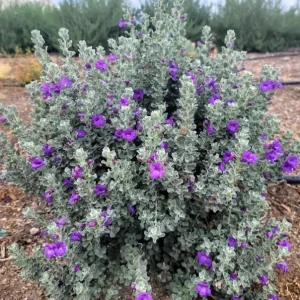 Dwarf Texas Sage Live Plant (2-Pack) – Leucophyllum frutescens 'Compacta' – 5-9