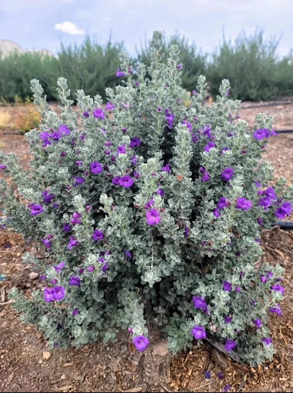 Dwarf Texas Sage Live Plant (2-Pack) – Leucophyllum frutescens 'Compacta' – 5-9" Tall – Outdoor Drought Tolerant Silver Shrub - Image 4
