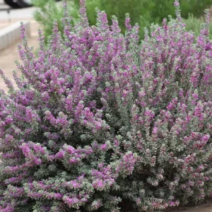 Dwarf Texas Sage Live Plant (2-Pack) – Leucophyllum frutescens 'Compacta' – 5-9