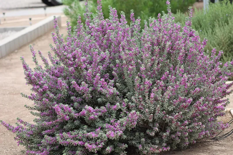 Dwarf Texas Sage Live Plant (2-Pack) – Leucophyllum frutescens 'Compacta' – 5-9" Tall – Outdoor Drought Tolerant Silver Shrub - Image 5