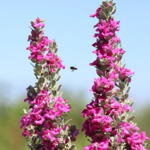 Dwarf Texas Sage Live Plant (2-Pack) – Leucophyllum frutescens 'Compacta' – 5-9