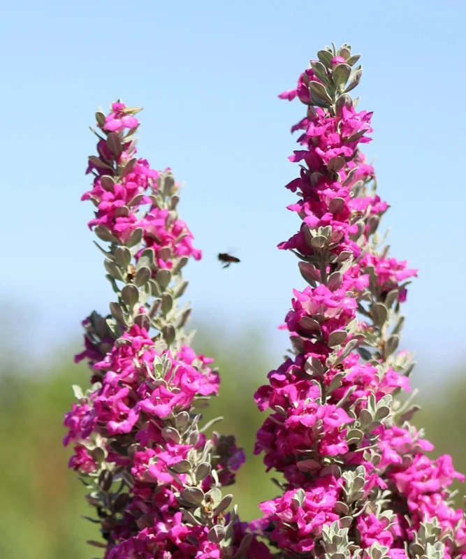 Dwarf Texas Sage Live Plant (2-Pack) – Leucophyllum frutescens 'Compacta' – 5-9" Tall – Outdoor Drought Tolerant Silver Shrub - Image 6