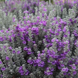 Dwarf Texas Sage Live Plant (2-Pack) – Leucophyllum frutescens 'Compacta' – 5-9