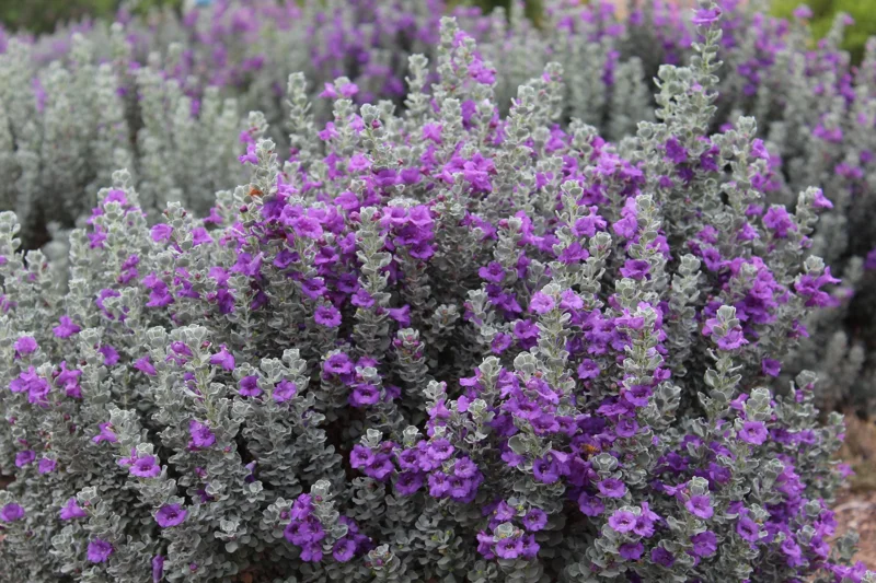 Dwarf Texas Sage Live Plant (2-Pack) – Leucophyllum frutescens 'Compacta' – 5-9" Tall – Outdoor Drought Tolerant Silver Shrub - Image 7