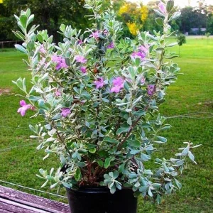 Dwarf Texas Sage Live Plant (2-Pack) – Leucophyllum frutescens 'Compacta' – 5-9