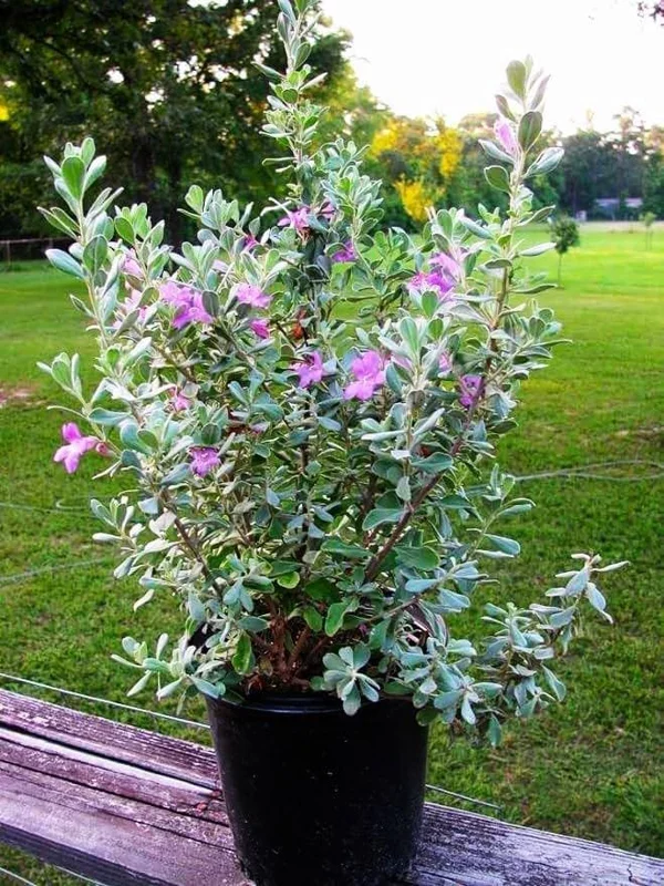 Dwarf Texas Sage Live Plant (2-Pack) – Leucophyllum frutescens 'Compacta' – 5-9" Tall – Outdoor Drought Tolerant Silver Shrub - Image 8