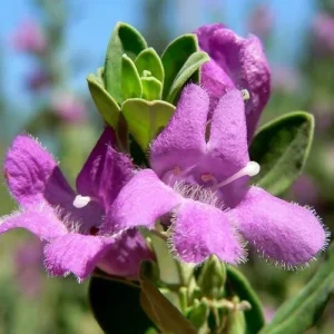 Dwarf Texas Sage Live Plant (2-Pack) – Leucophyllum frutescens 'Compacta' – 5-9